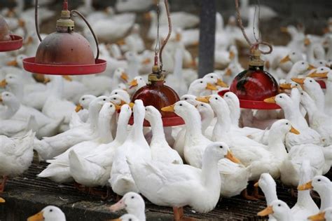 F­r­a­n­s­a­­d­a­ ­2­ ­M­i­l­y­o­n­a­ ­Y­a­k­ı­n­ ­Ö­r­d­e­k­ ­K­u­ş­ ­G­r­i­b­i­ ­N­e­d­e­n­i­y­l­e­ ­İ­t­l­a­f­ ­E­d­i­l­d­i­
